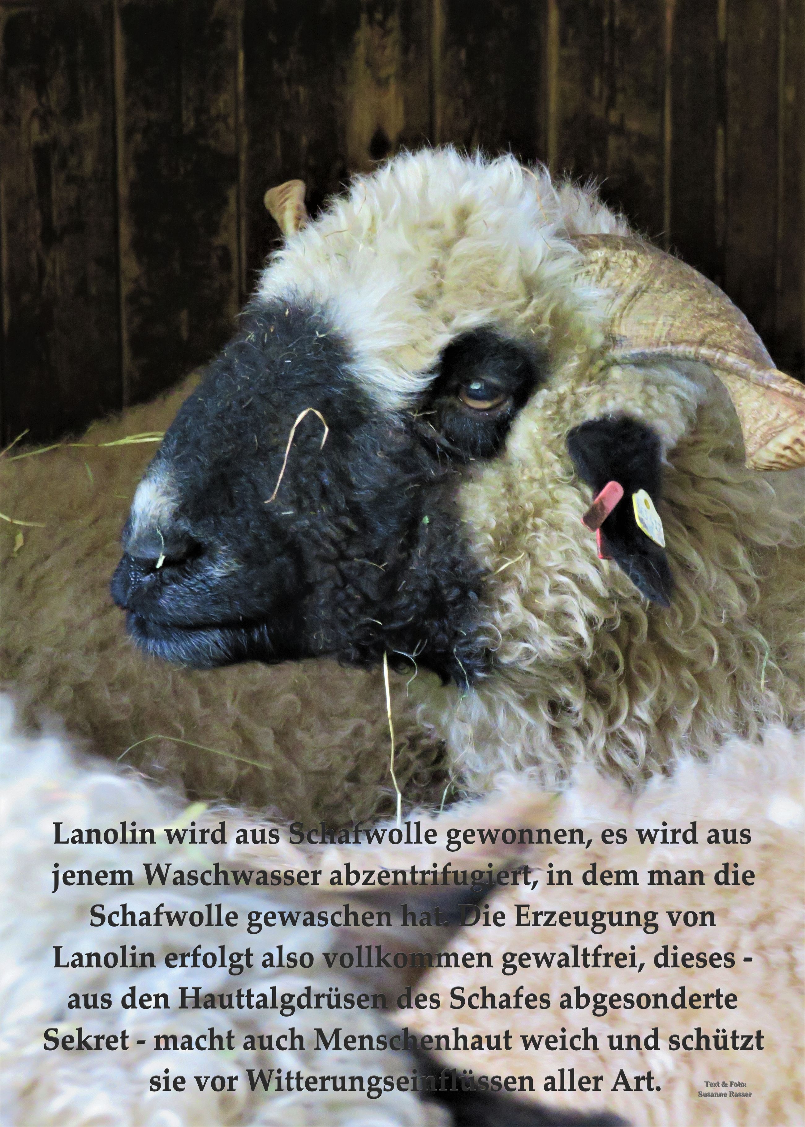 Schaf Ausstellung